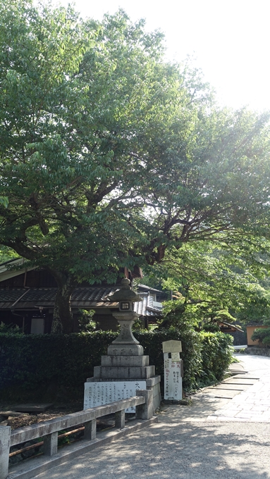 大豊神社　哲学の道の桜