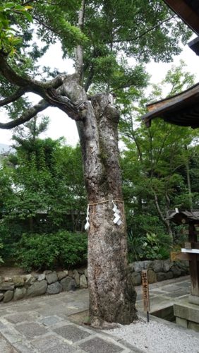 大将軍八神社　御神木