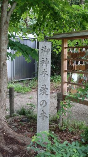 梨木神社　御神木No1