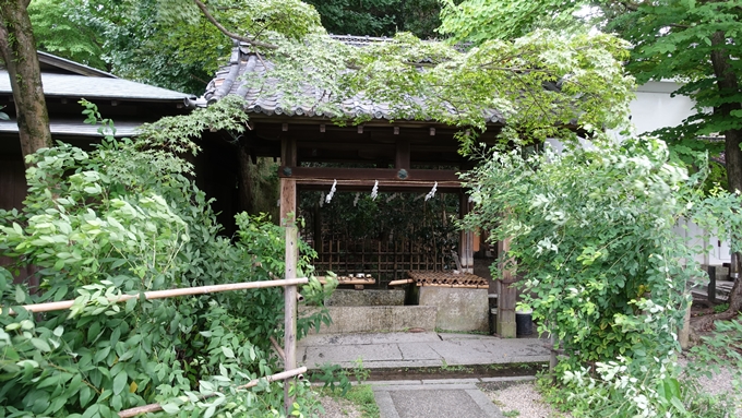 梨木神社　染井No1