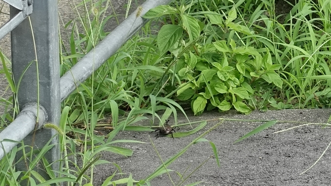 赤山禅院　カブト虫