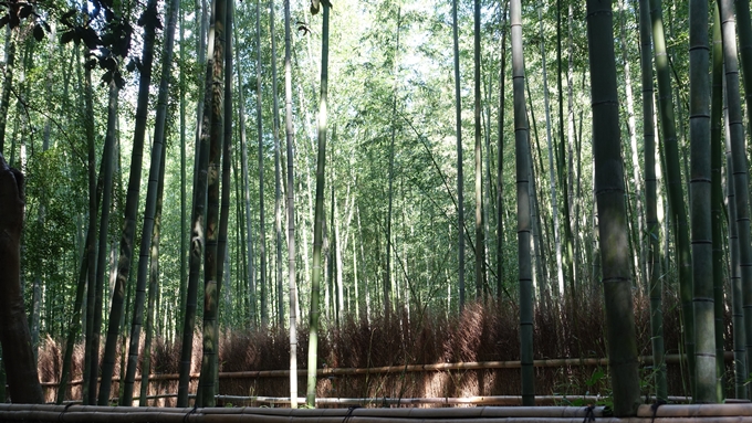 野宮神社　竹林の小径No2