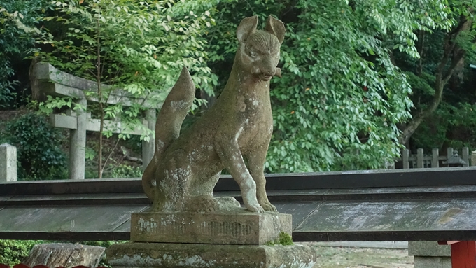 竹中稲荷神社　きつねNo1