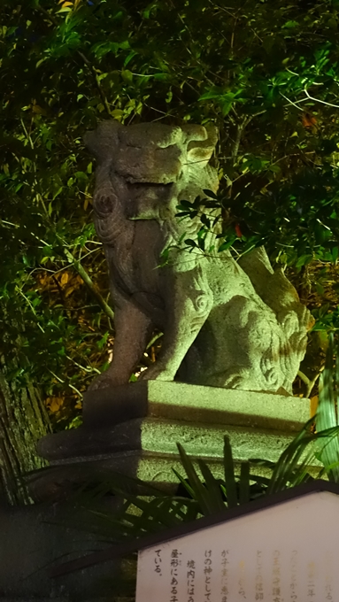 岡崎神社夜景　狛犬
