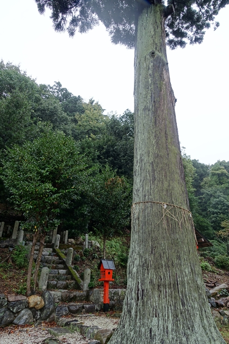 深泥池貴舩神社　No14