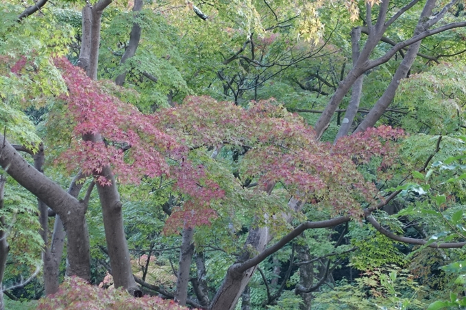 紅葉速報　20171026-15