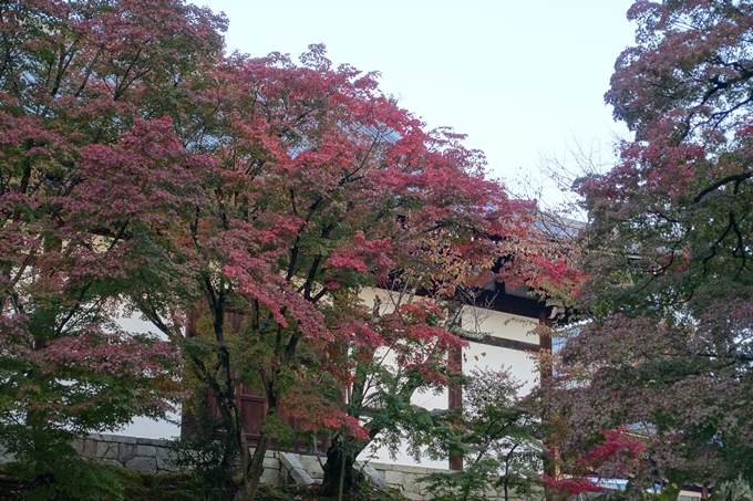 京都紅葉速報_04　No3