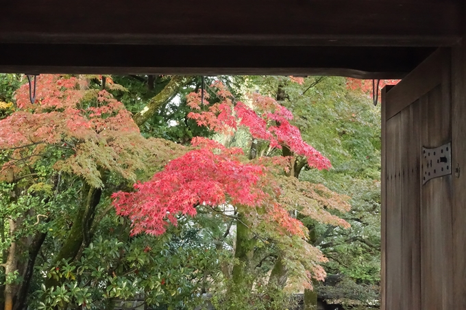 京都紅葉速報_04　No9