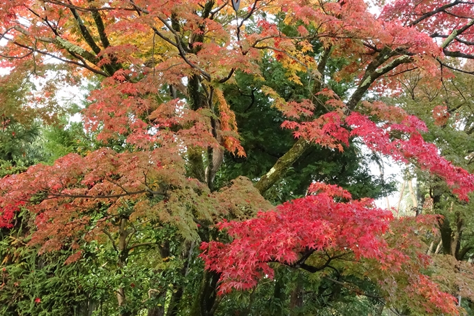 京都紅葉速報_04　No11