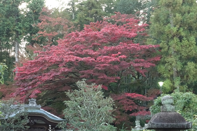 京都紅葉速報_04　No13