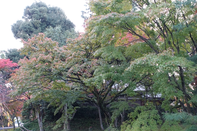 京都紅葉速報_04　No15