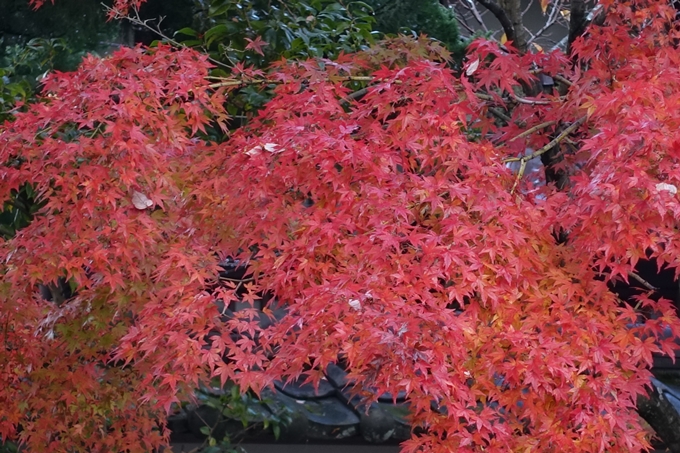 京都紅葉速報_04　No24