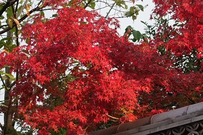 京都紅葉速報_04　No28