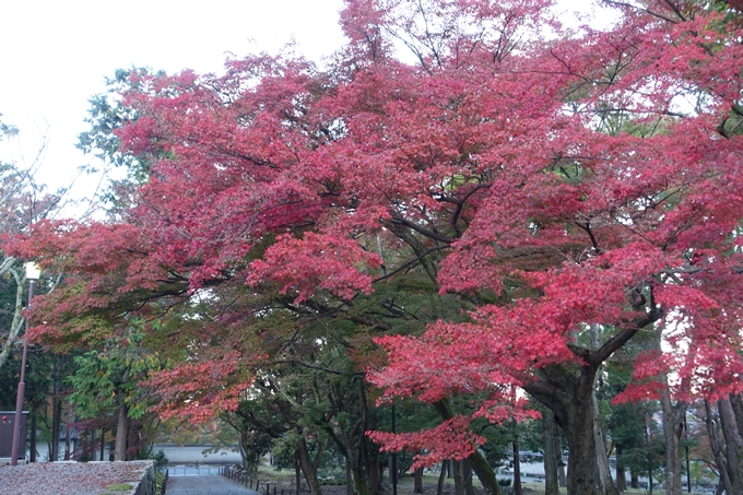 京都紅葉速報05　No10