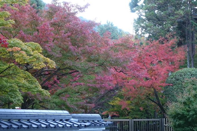 京都紅葉速報05　No18