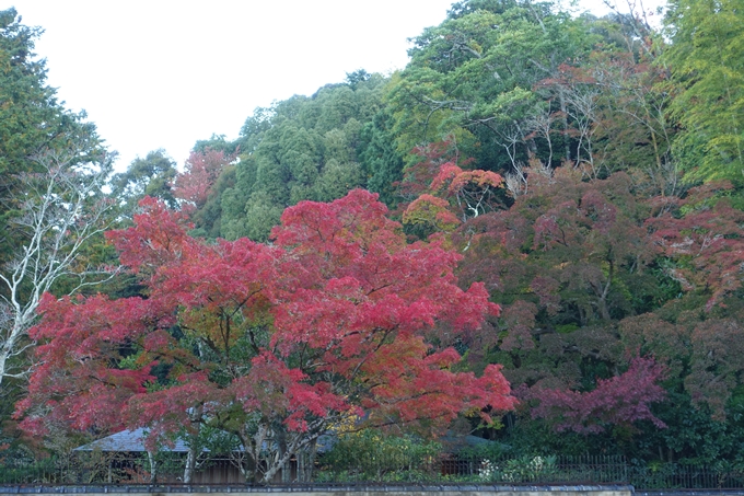 京都紅葉速報05　No23