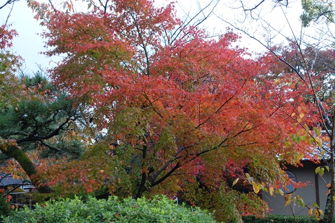 京都紅葉速報_06　No5