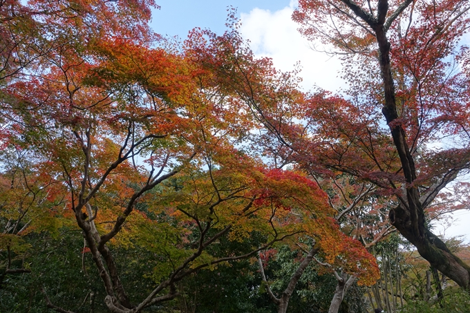 京都紅葉速報_08　No7