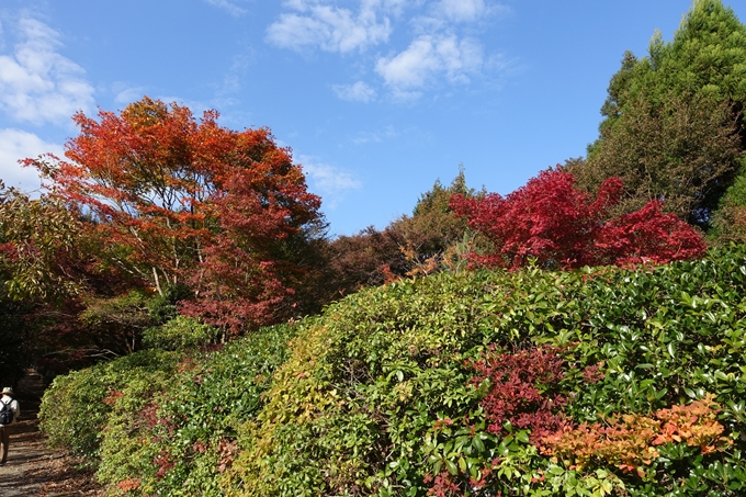 京都紅葉速報_08　No13