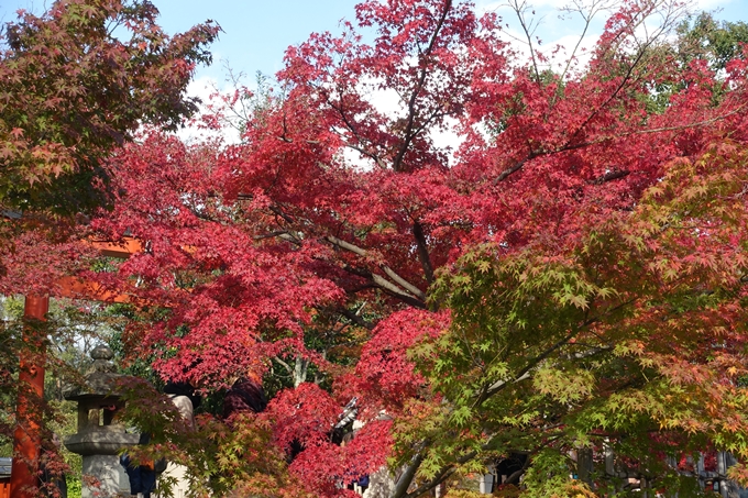 京都紅葉速報_08　No16