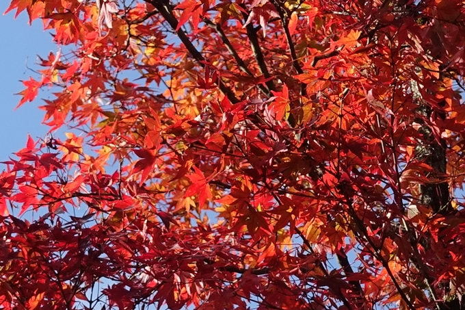 京都紅葉速報_08　No17