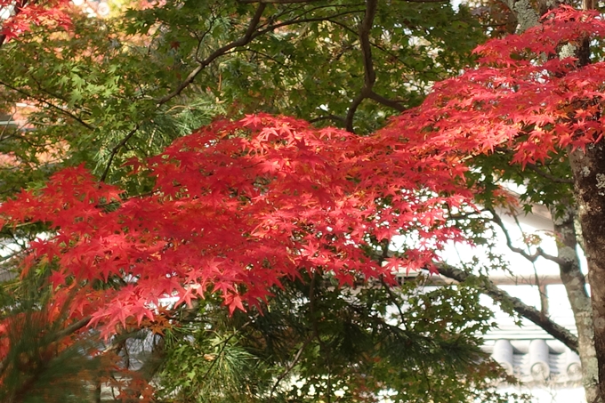 京都紅葉速報_08　No18