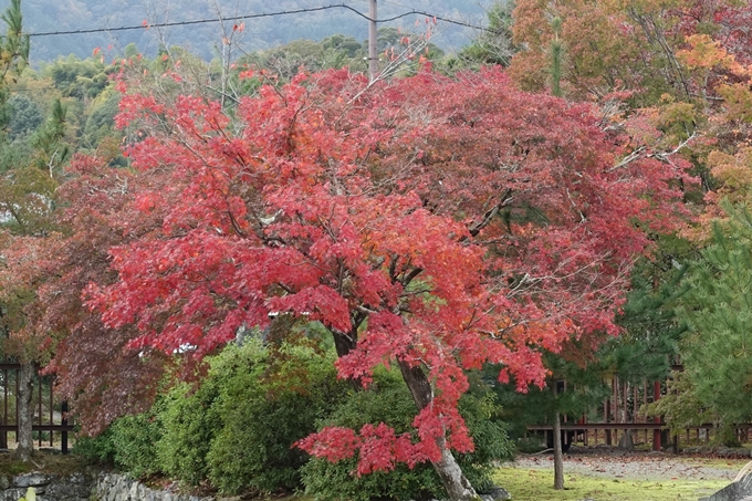 京都紅葉速報_08　No20