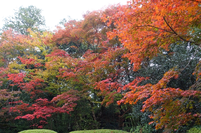 詩仙堂・紅葉　No10