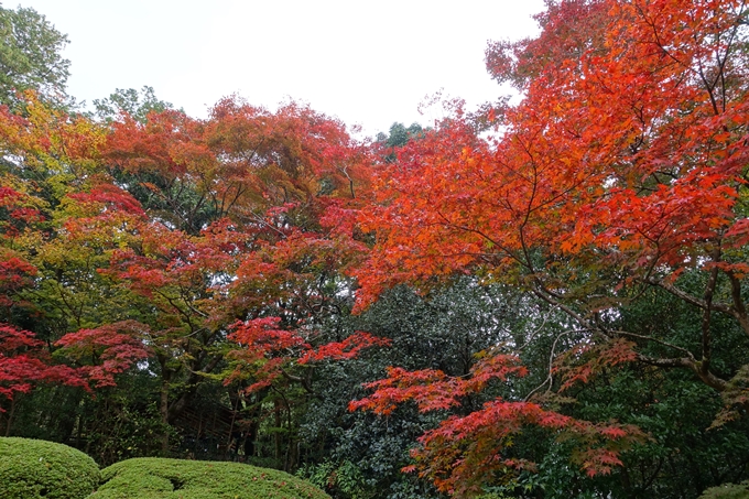 詩仙堂・紅葉　No11