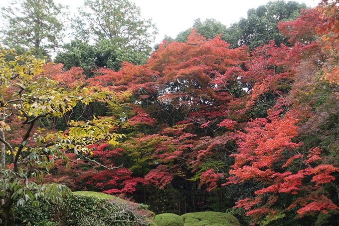 詩仙堂・紅葉　No12