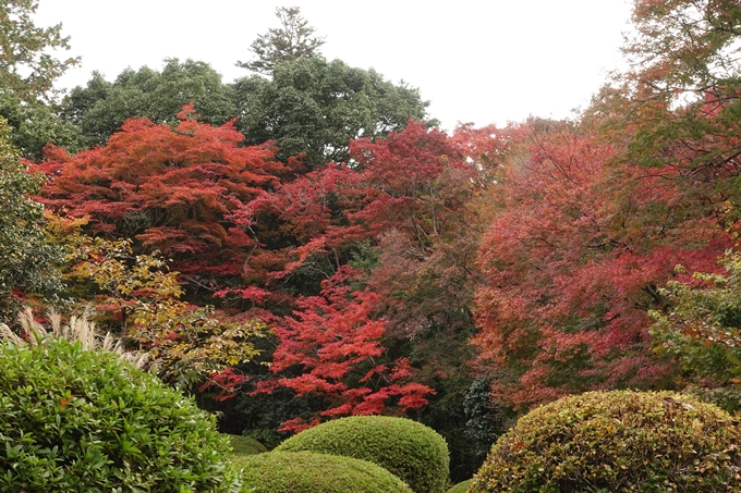 詩仙堂・紅葉　No14