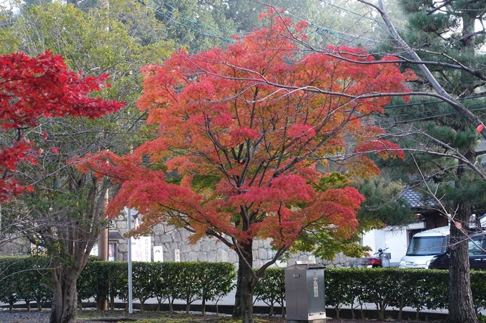 京都紅葉速報_10　No11