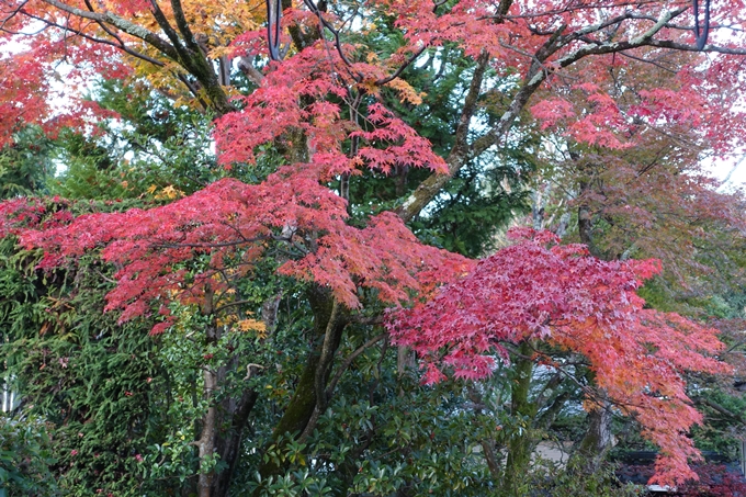 京都紅葉速報_10　No16