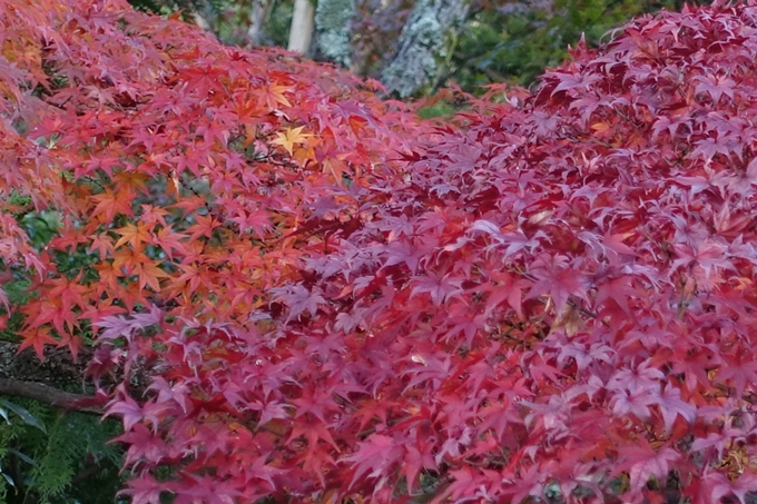 京都紅葉速報_10　No18