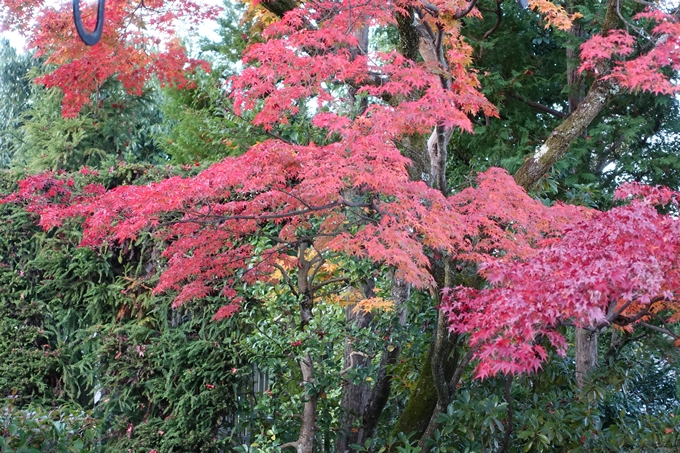 京都紅葉速報_10　No19