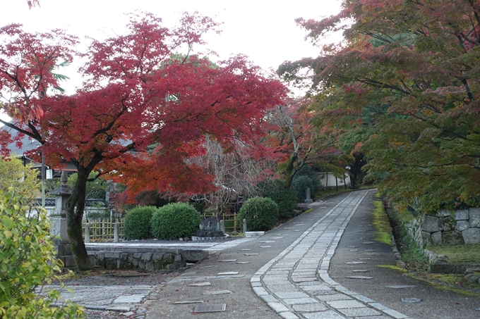 京都紅葉速報_10　No29