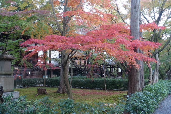 京都紅葉速報_10　No35