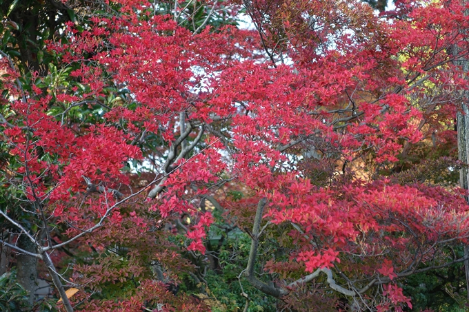 京都紅葉速報_10　No44