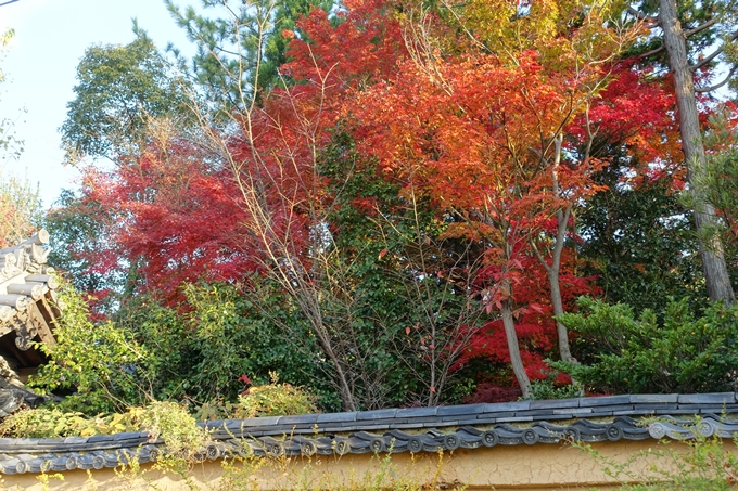 京都紅葉速報_10　No54