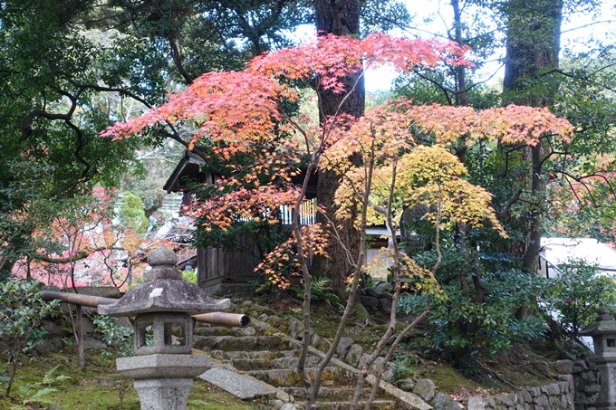 赤山禅院・紅葉　No7