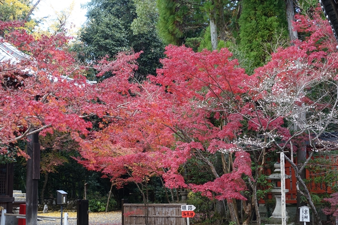 赤山禅院・紅葉　No12