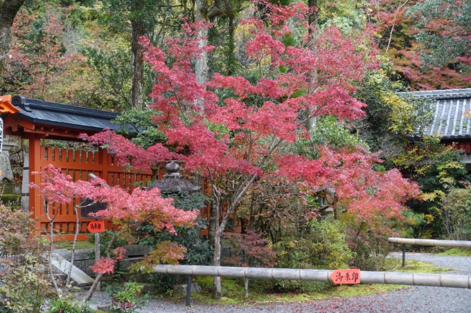 赤山禅院・紅葉　No13