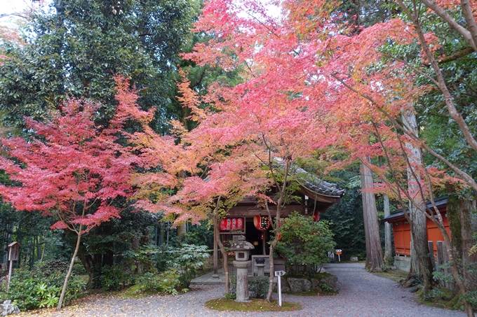 赤山禅院・紅葉　No15