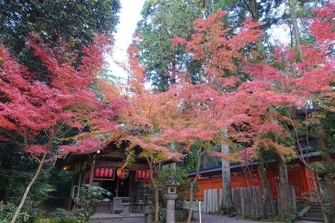 赤山禅院・紅葉　No16