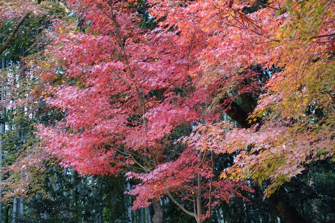 赤山禅院・紅葉　No17