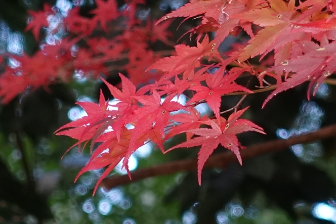 赤山禅院・紅葉　No18