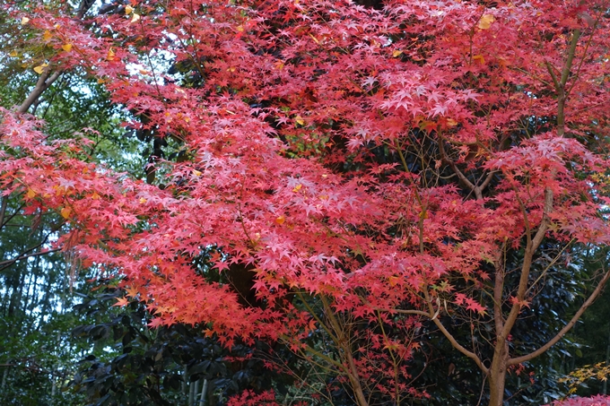 赤山禅院・紅葉　No20