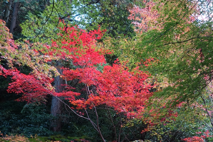 赤山禅院・紅葉　No22