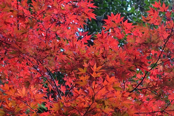 赤山禅院・紅葉　No23