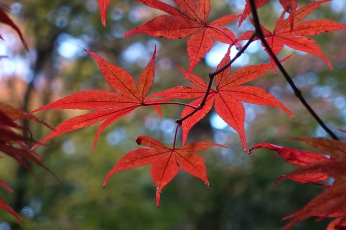 赤山禅院・紅葉　No25